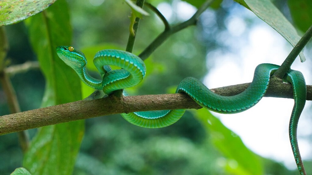 Змеи в Таиланде