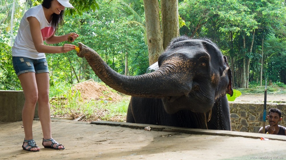 Слоны на Шри-Ланке