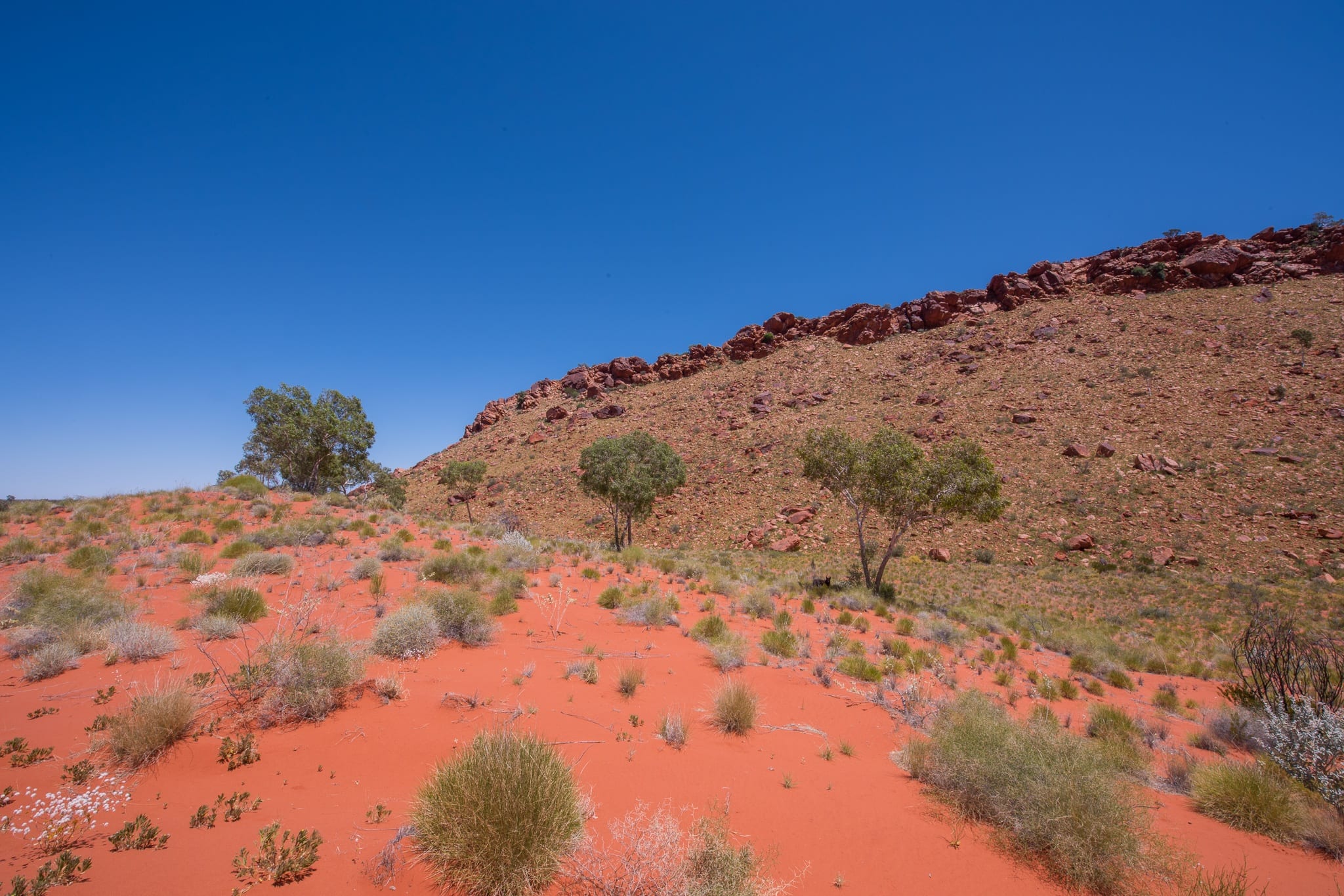 Пустыня гибсона австралия. Пустыни и полупустыни Австралии. Буш полупустыни Австралии. Пустыня Гибсон в Австралии.