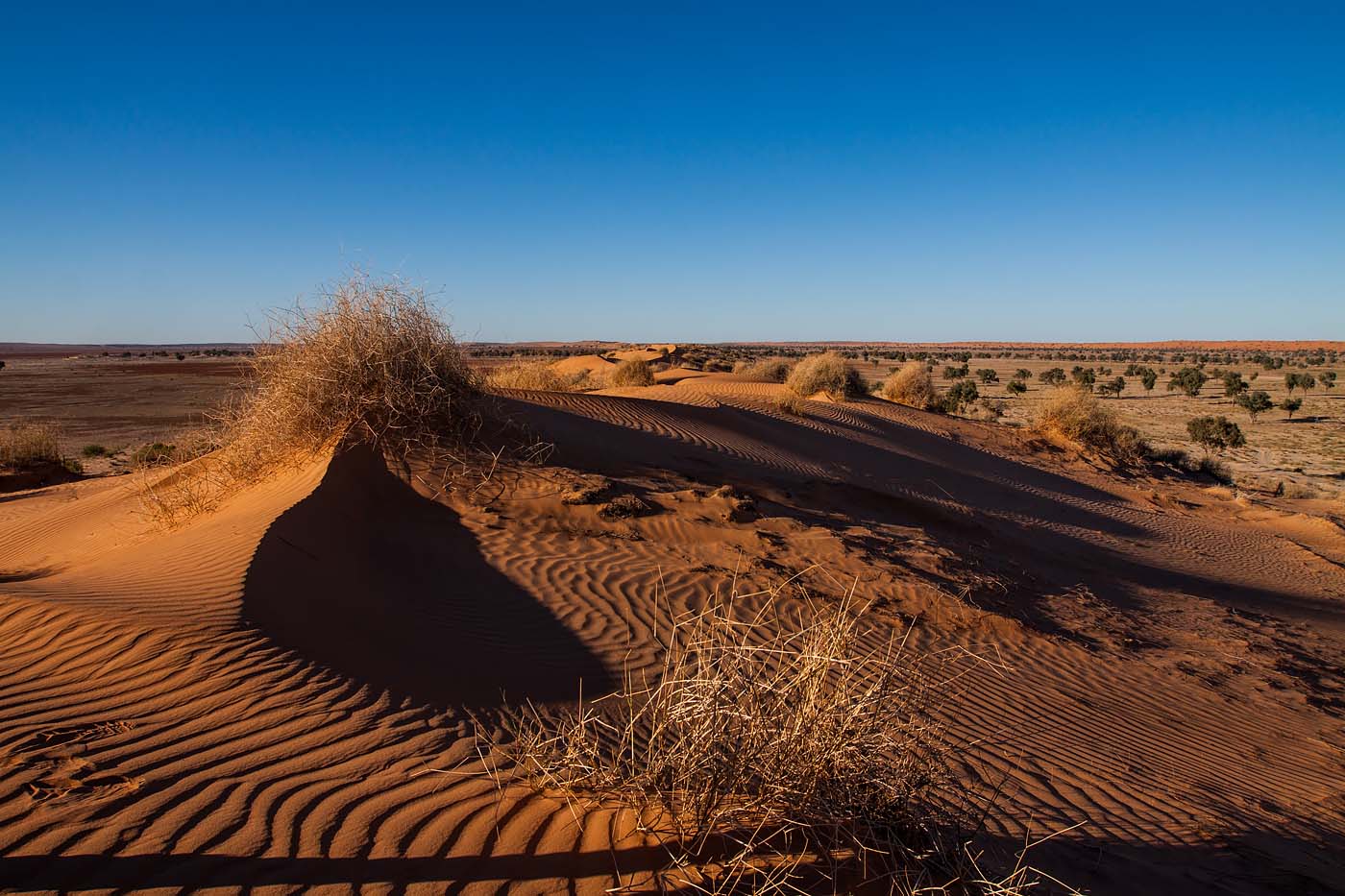 Пустыня гибсона австралия. Пустыня Гибсона в Австралии. Пустыни и полупустыни Австралии.