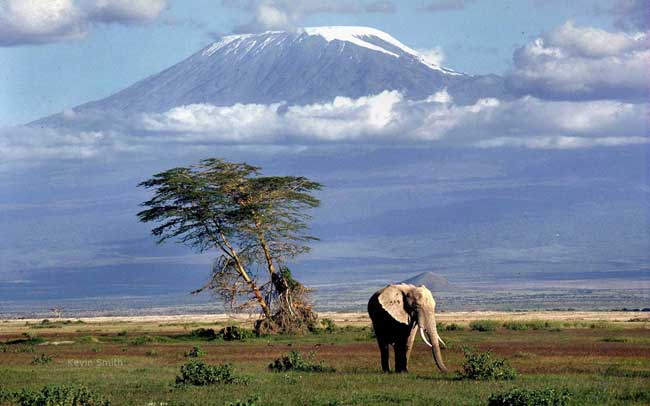 plains below kilimanjaro 1920x1200