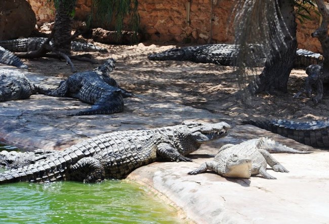 Крокодилий рай острова Джарба 3