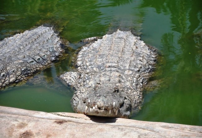 Крокодилий рай острова Джарба 5