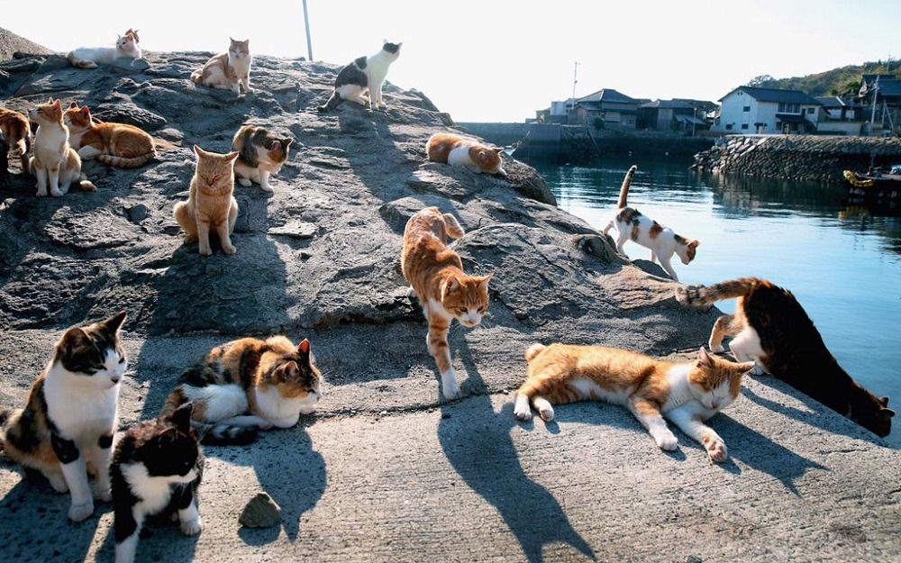 Остров кошек