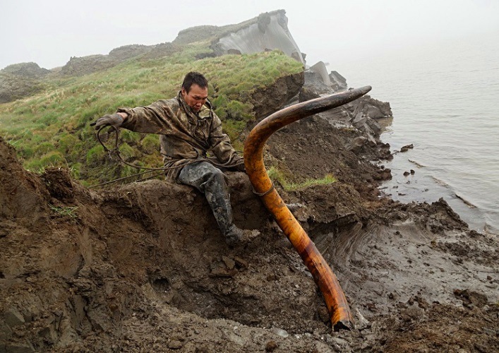 Extraction of mammoth tusks 4
