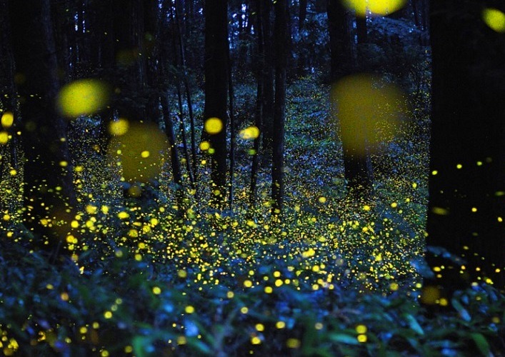 Fantastic world of fireflies 2