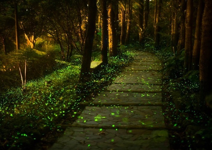 Fantastic world of fireflies 3