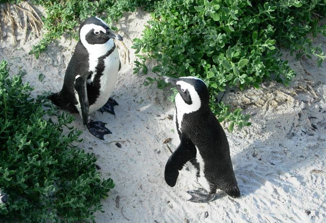African penguins There are so 3
