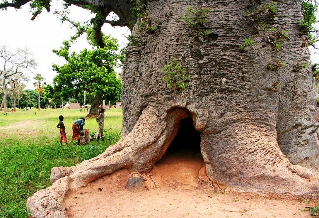 Funny and majestic Baobab 3