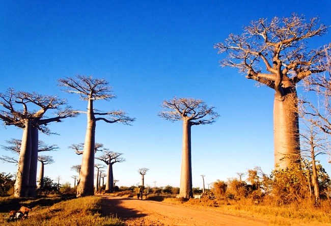 Funny and majestic Baobab 4
