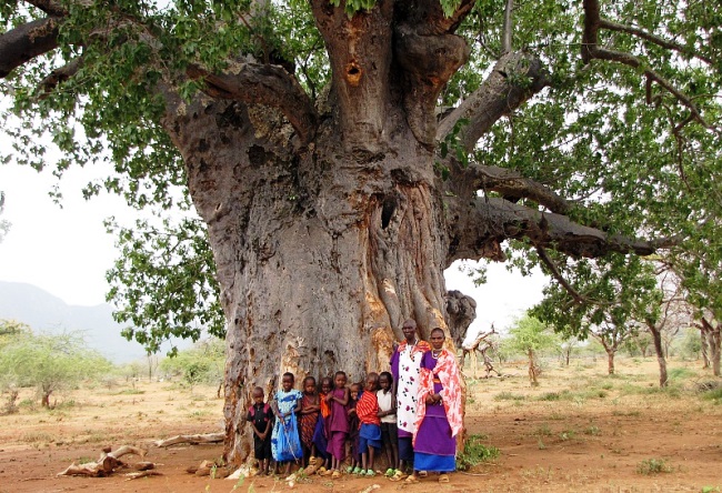 Funny and majestic Baobab 5