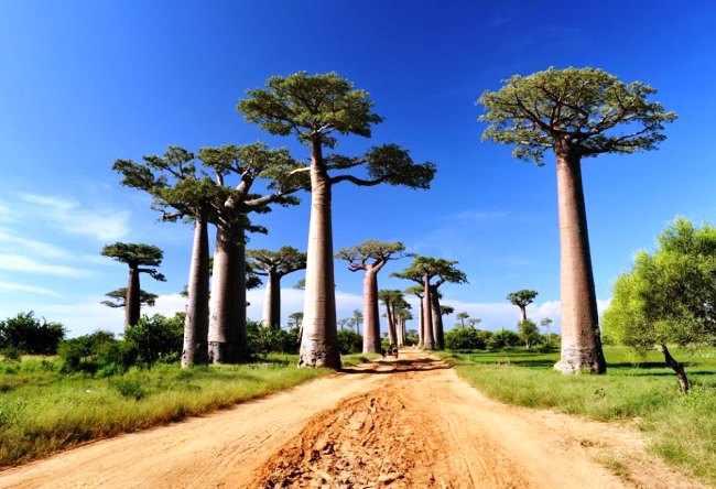 Fabulous island of Madagascar 3
