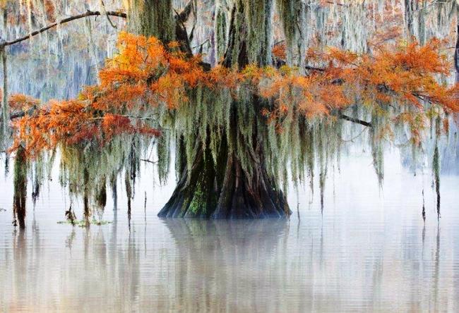 Cypress forest in Texas 2