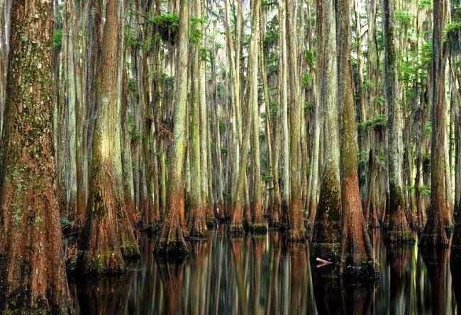 Cypress forest in Texas 4