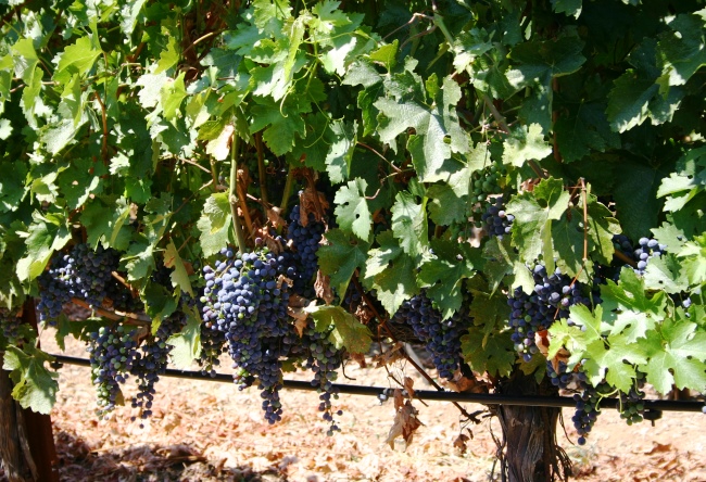 Wine tourism in California 2