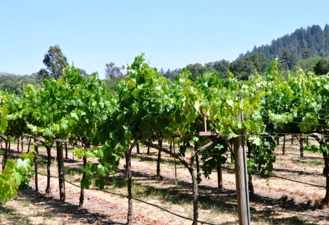 Wine tourism in California 4