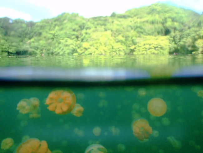 Озеро медуз в Палау 4