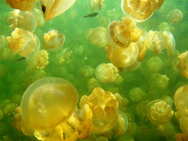Озеро медуз в Палау 5