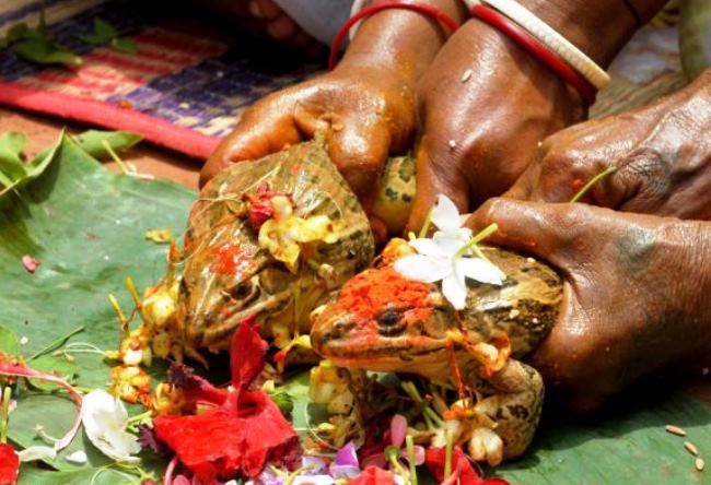 Индийские свадьбы лягушек 2