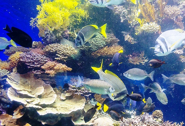 Морской аквариум Акабы 3
