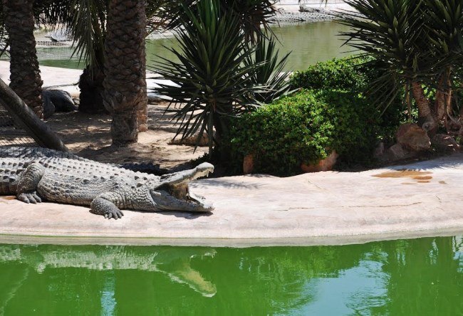 Crocodile paradise of the Djerba island 2