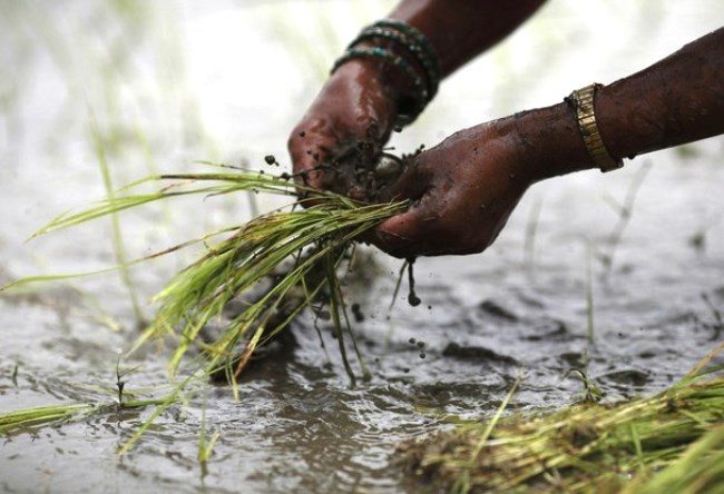 Rice fields and Pokhara holiday start planting 2