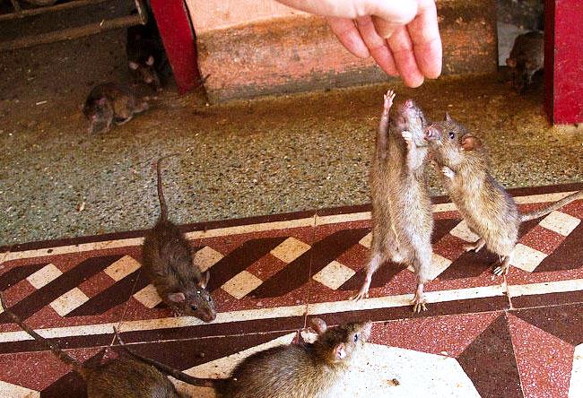 Karni Mata Temple in Denshok idiolize rats 5