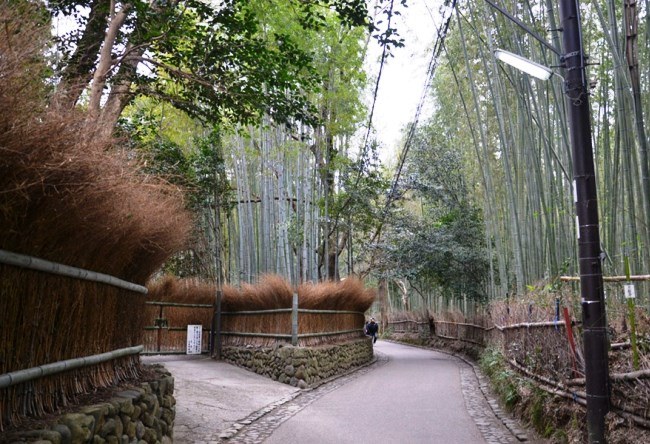Sagano Bamboo Grove 2