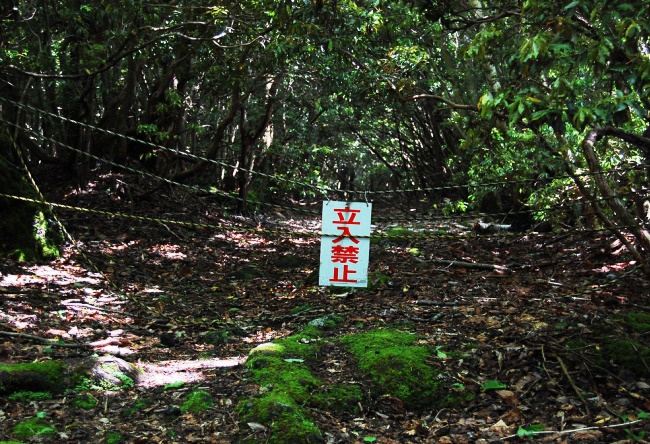 Suicide Forest at the foot of Mount Fuji 2