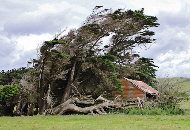 Необычные деревья в Новой Зеландии 31535.австр