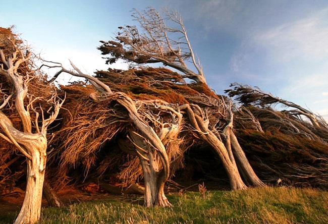 Необычные деревья в Новой Зеландии 41535.австр
