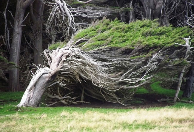 Unusual trees in New Zealand 5