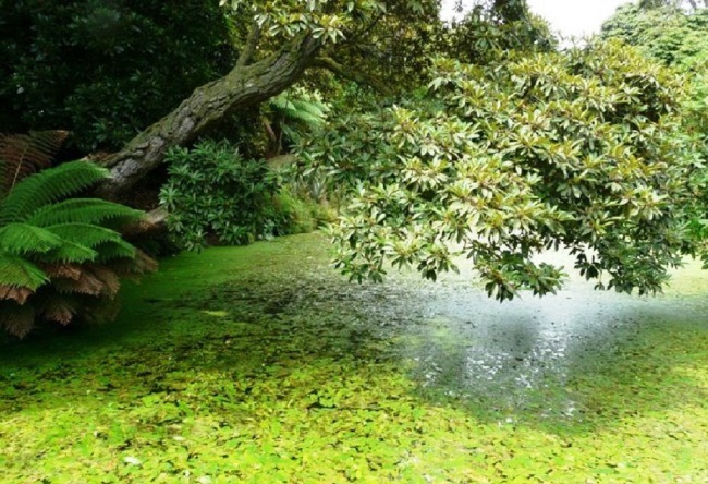 Gardens of Heligan in Cornwall 5