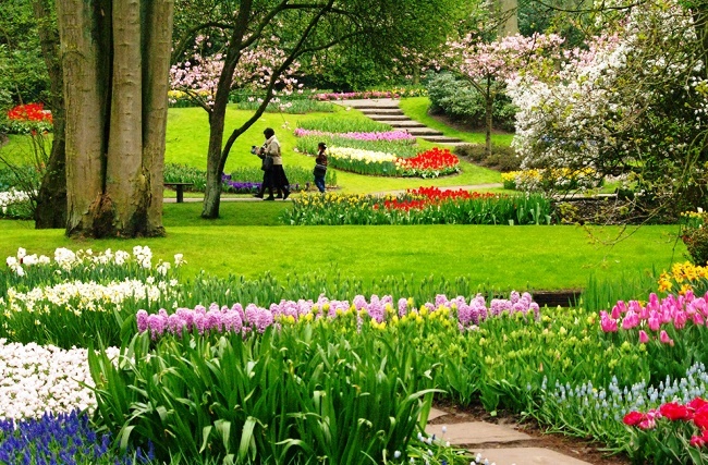 Paradise Grove tulips in the Keukenhof park 3