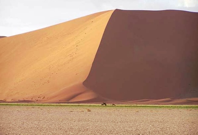Namib is a desert elephants and fog 4