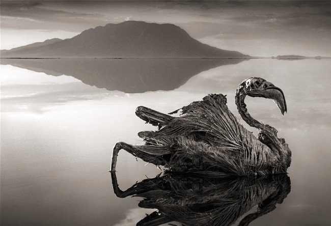 Red Lake Natron in the family Gargony 3