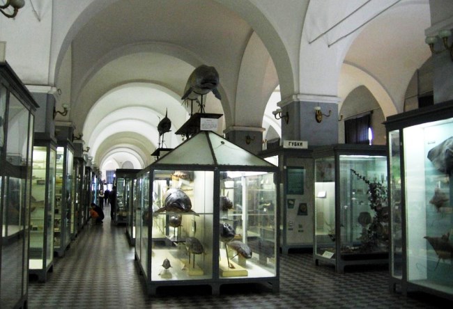 Zoological Museum at number one 3