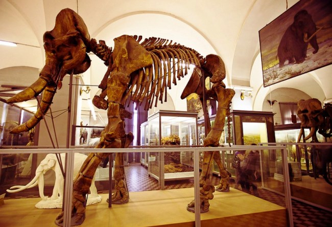 Zoological Museum at number one 4