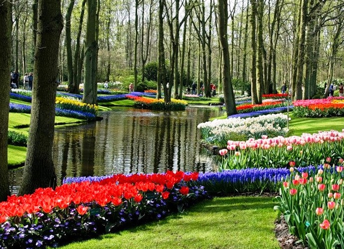 Путешествие в мир цветов Амстердама 2
