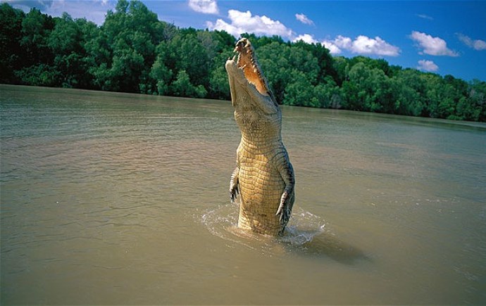 Достопримечательности Африки и Австралии или сафари с крокодилами 3