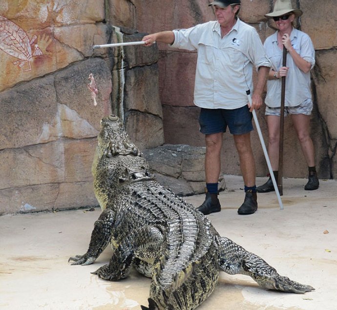 Достопримечательности Африки и Австралии или сафари с крокодилами 4